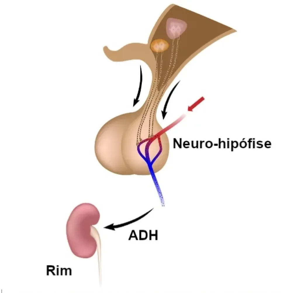 Explicação do grande benefício cardiorrenal dos inibidores SGLT2