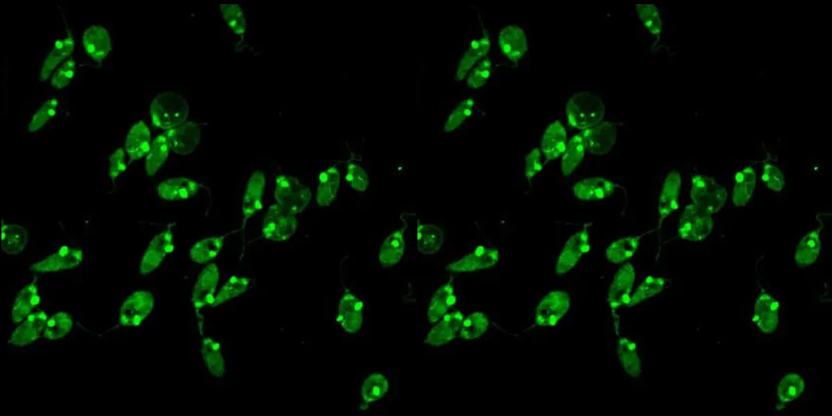 Transplante Renal na Vasculite ANCA: o que o nefrologista precisa saber?